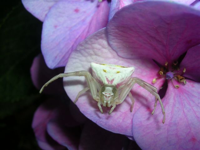 Thomisus onustus